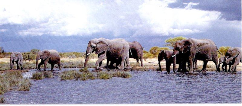 African Elephant 2-by Les Thurbon.jpg