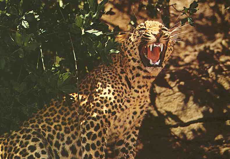 African Leopard-TR-by Trudie Waltman.jpg