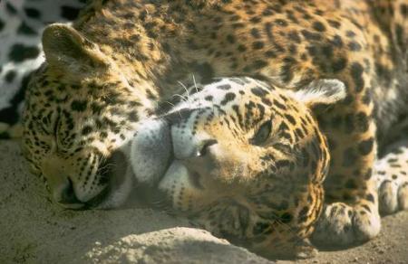 African Leopards8-by Dineke Jansen.jpg