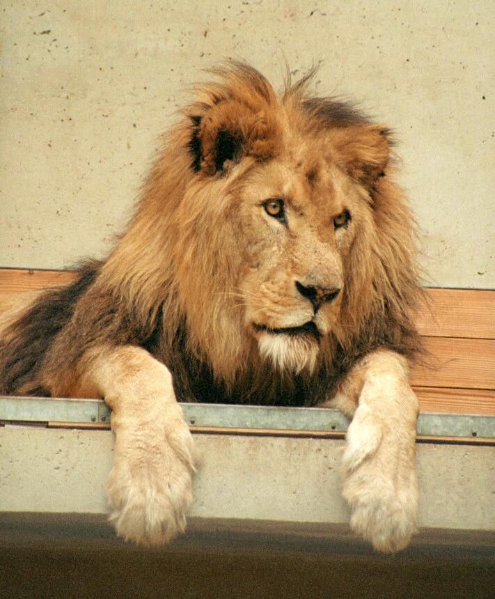 African Lion004-male-by Ralf Schmode.jpg