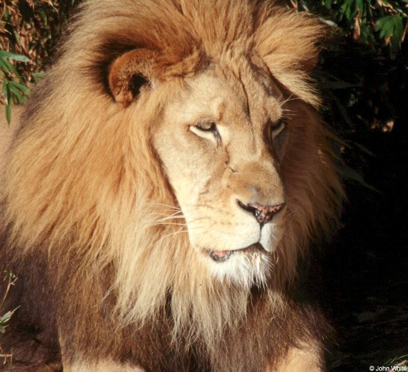 African Lion1-by John White.jpg