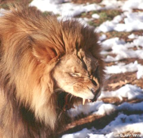 African Lion2-by John White.jpg