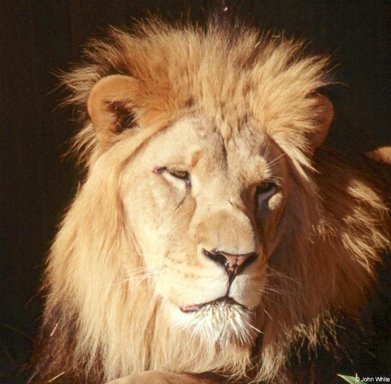 African Lion3-by John White.jpg