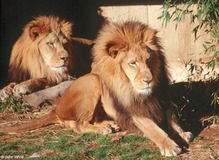 African Lion5-by John White.jpg
