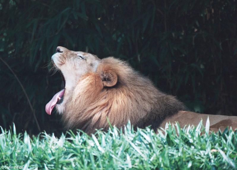 African Lion 9-17-00001-by John White.jpg