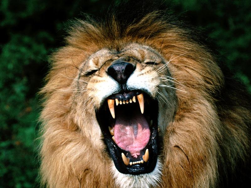 African Lion Male-yawn-by April Grimm.jpg