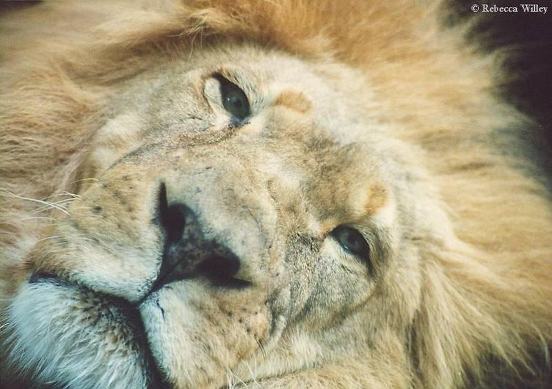 African Lion face-at Brookfield Zoo-by Rebecca Willey.jpg