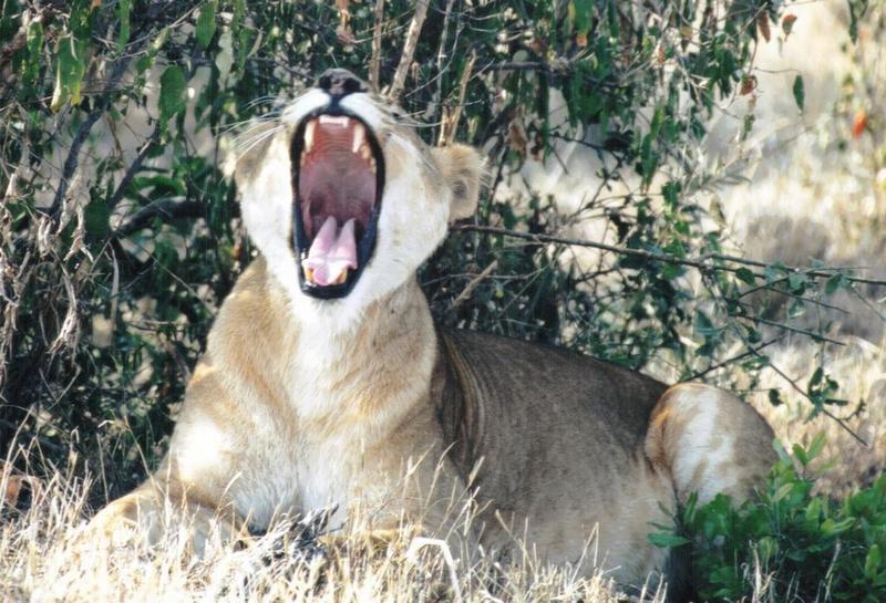 African Lioness-Yawn-by Darren New.jpg