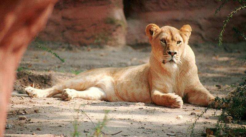 African Lioness020-by Ralf Schmode.jpg