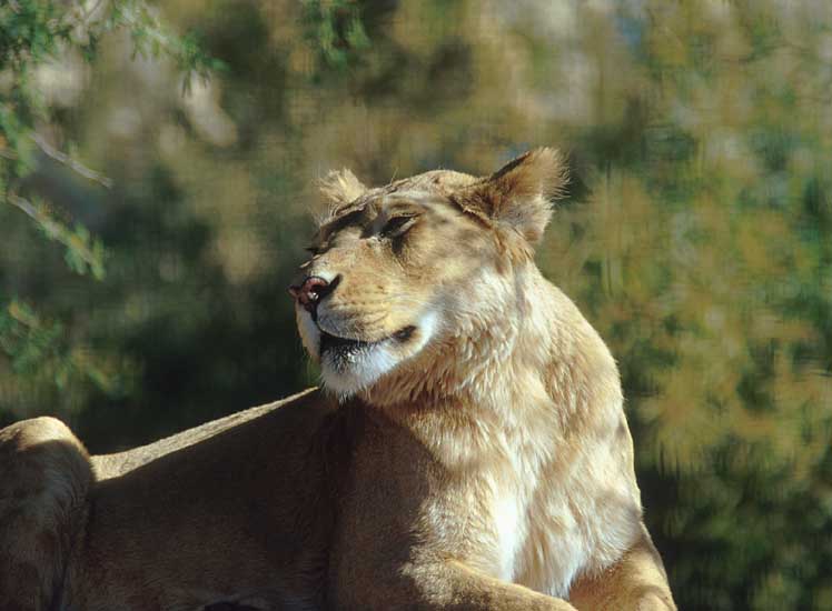 African Lioness2-by Shirley Curtis.jpg