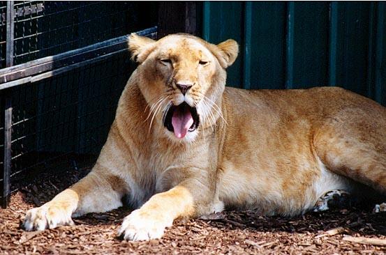 African Lioness more yawn-by Denise McQuillen.jpg