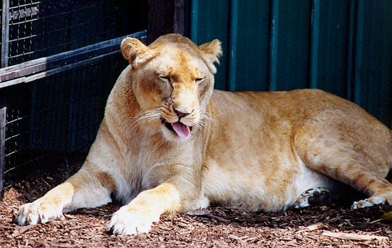 African Lioness start yawn-by Denise McQuillen.jpg