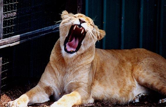 African Lioness yawn-by Denise McQuillen.jpg