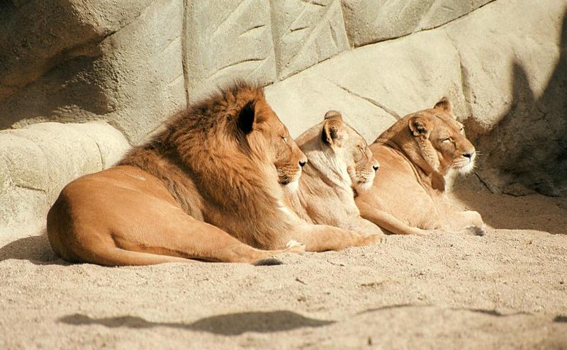 African Lions002-by Ralf Schmode.jpg