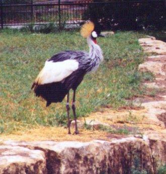 African crowned crane-by Dan Cowell.jpg