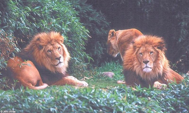 African lion100-by John White.jpg