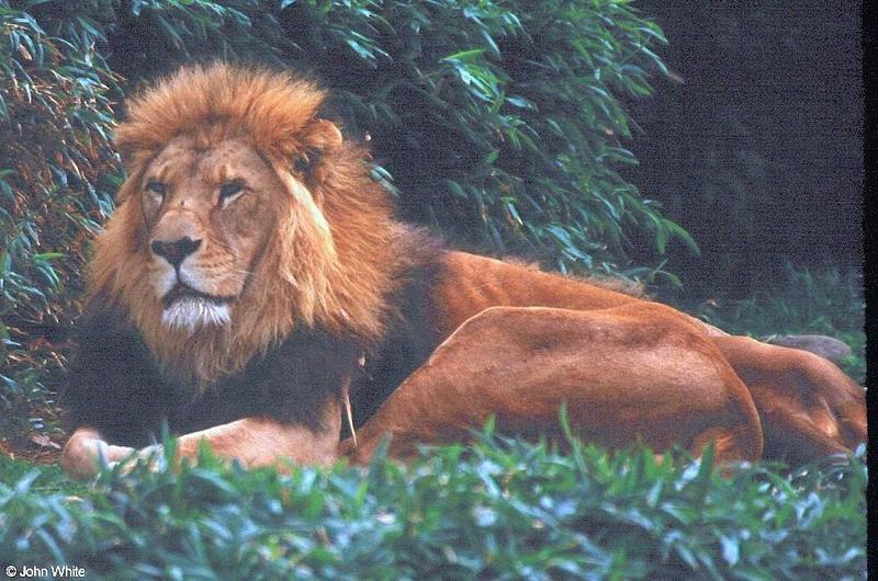 African lion101-by John White.jpg