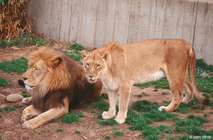 African lion201-by John White.jpg
