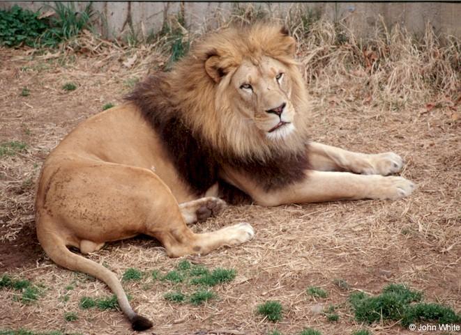 African lion203-by John White.jpg