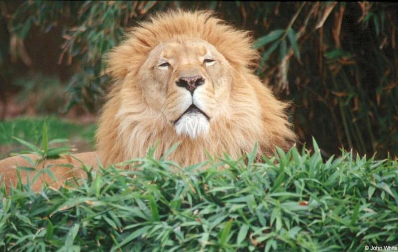 African lion204-by John White.jpg