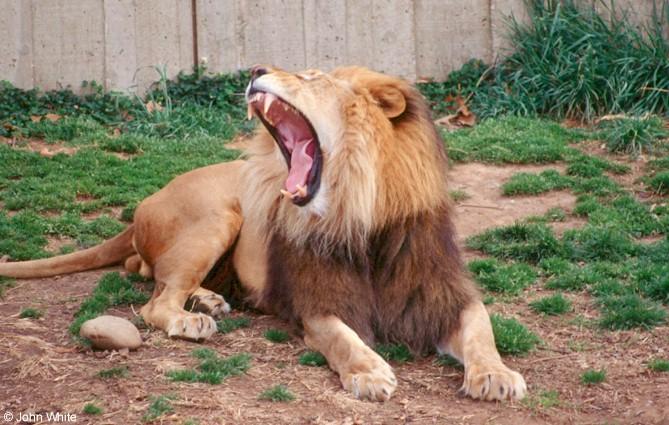 African lion205-by John White.jpg