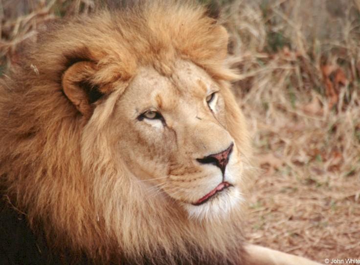 African lion206-by John White.jpg