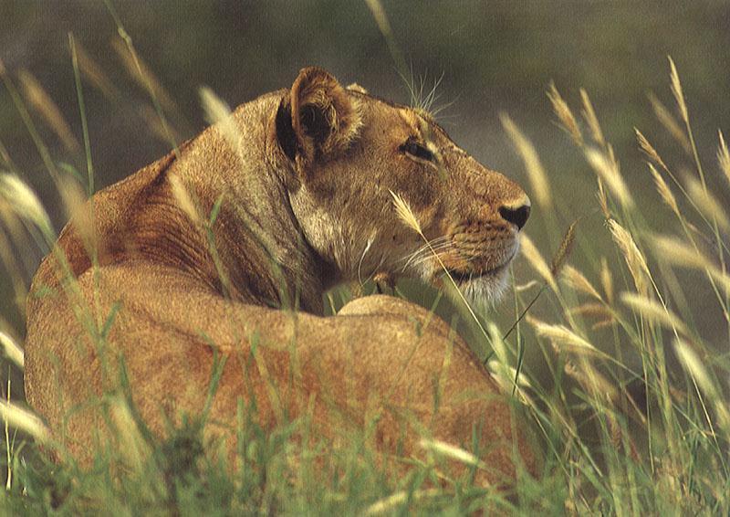 African lioness02-by Julius Bergh.jpg
