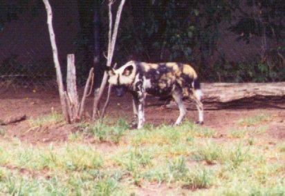 African wild dog-hunting dog solo-by Dan Cowell.jpg