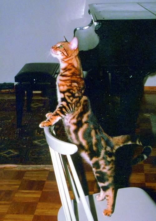 Amadeus-26-7-2000-a-Bengal House Cat-by Jukka Jarnberg.jpg