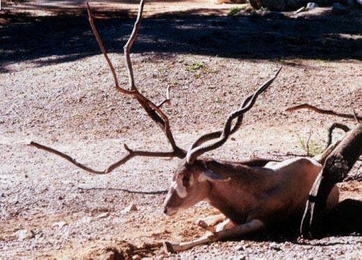 Antelope-horns and antlers-by Denise McQuillen.jpg