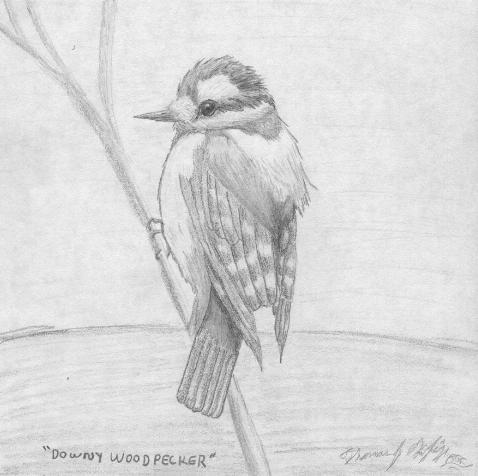 Artwork-Downy Woodpecker-by Thomas O'Keefe.jpg
