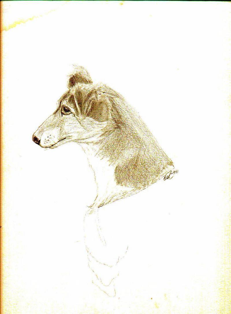 Artwork-Ginger-Sheltie Mix Dog-by Thomas O'Keefe.jpg
