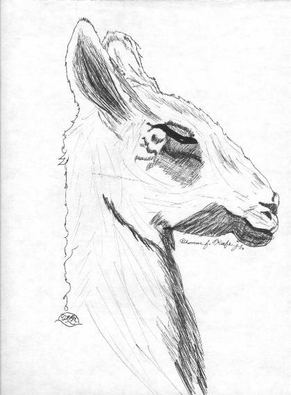 Artwork-Llama-by Thomas O'Keefe.jpg