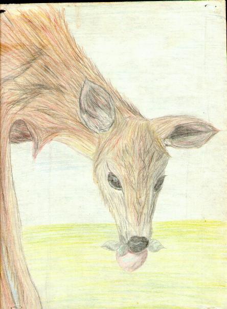 Artwork-Whitetail deer3-by Thomas O'Keefe.jpg