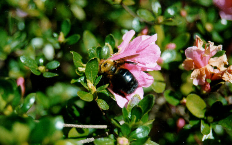 Azalea37-Bumblebee-by S Thomas Lewis.jpg