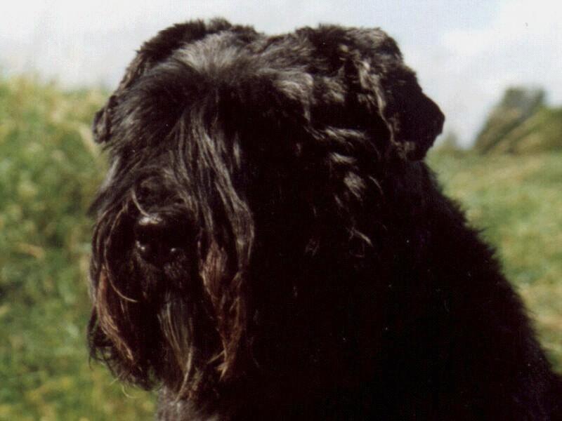 BEAU-Black Dog face-by Dineke Jansen.jpg