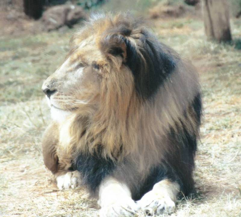 BM-African Lion-02-by Darren New.jpg