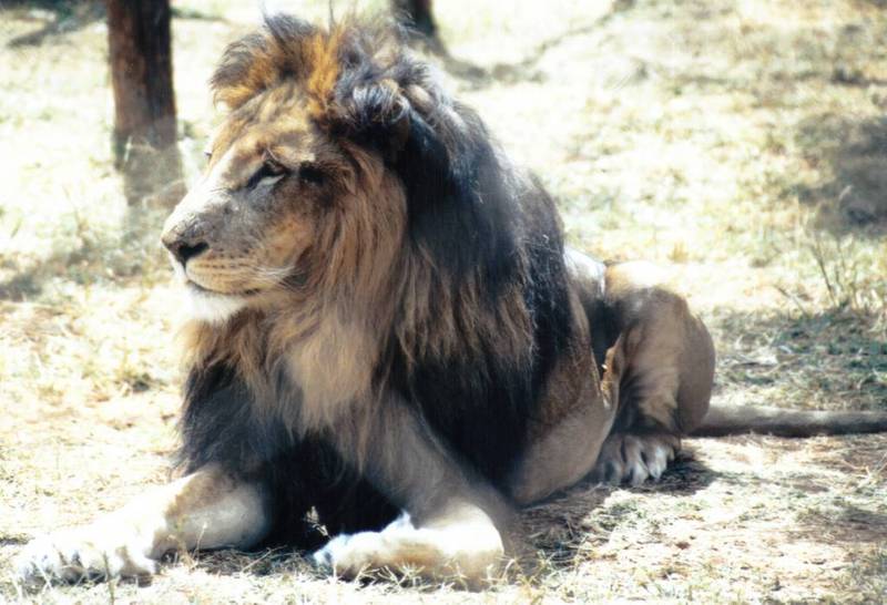 BM-African Lion-04-by Darren New.jpg