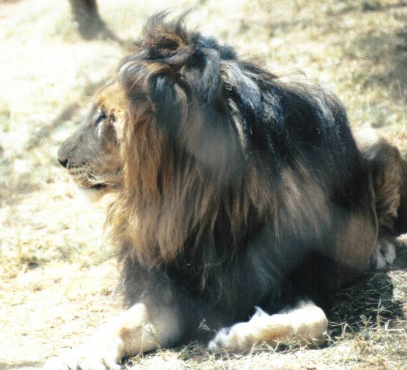 BM-African Lion-05-by Darren New.jpg