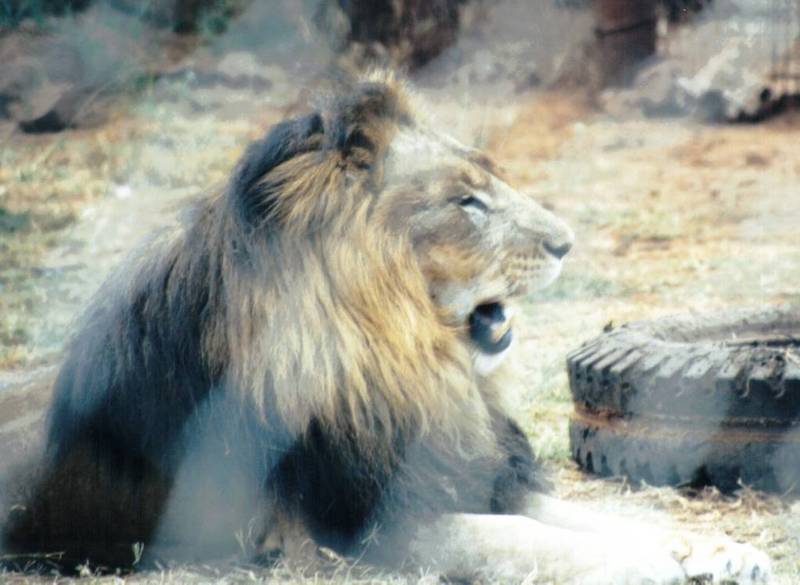 BM-African Lion-07-by Darren New.jpg
