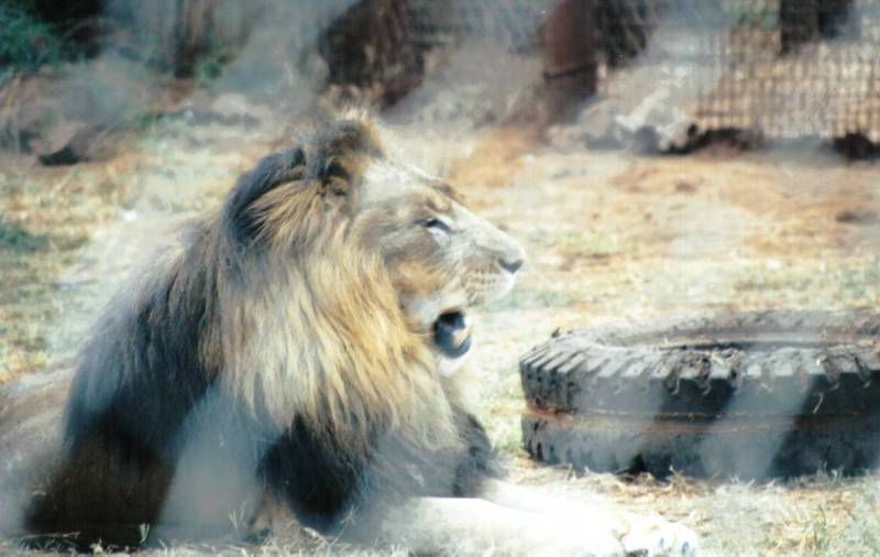 BM-African Lion-08-by Darren New.jpg