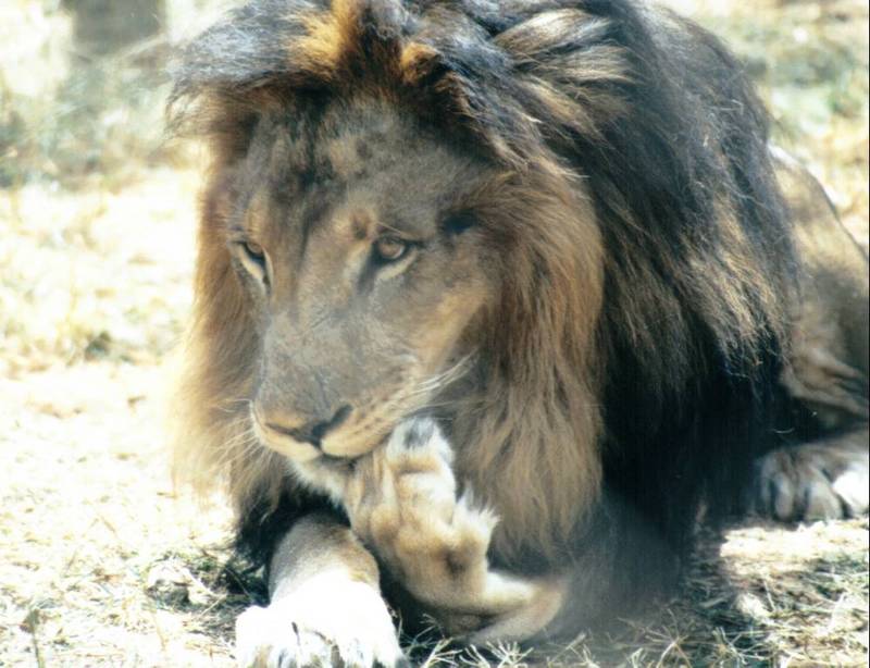 BM-African Lion-09-by Darren New.jpg