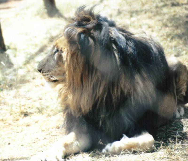 BM-African Lion-10-by Darren New.jpg