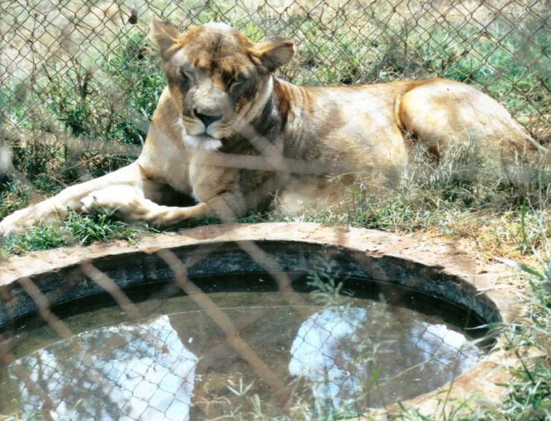 BM-African Lioness-2-by Darren New.jpg