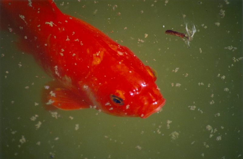 Barbo-Red Goldfish closeup-by Juan at Tifny.jpg