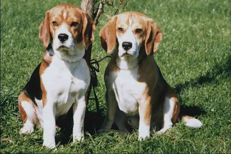 Beagles-Dogs-by Trudie Waltman.jpg