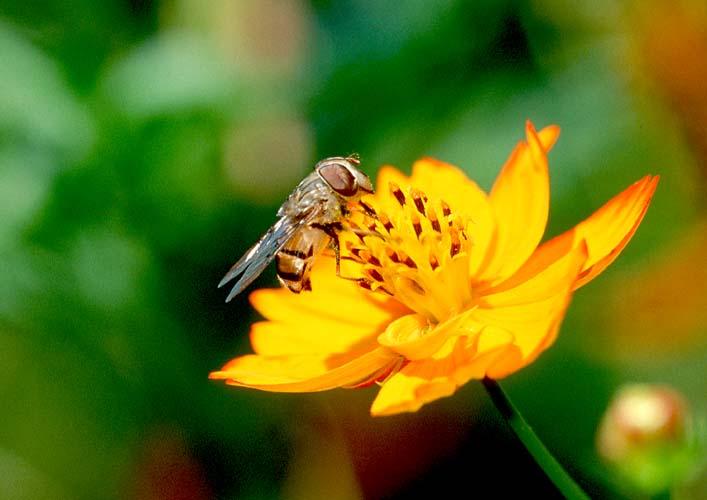 Bee3-Hover Fly on Flower-by Shirley Curtis.jpg