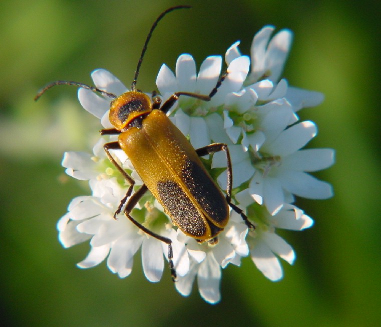 Beetle-niceBugLowRes-by Gerry Mantha.jpg