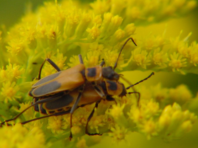 Beetles-matingBugsLowRes-by Gerry Mantha.jpg