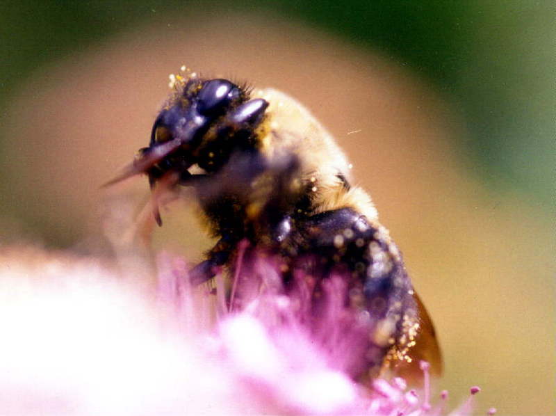Beezilla-Bumblebee on flower-closeup-by Juan at Tifny.jpg